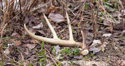 Wisconsin White-tailed Deer antler shed laying on the ground in April, horizontal