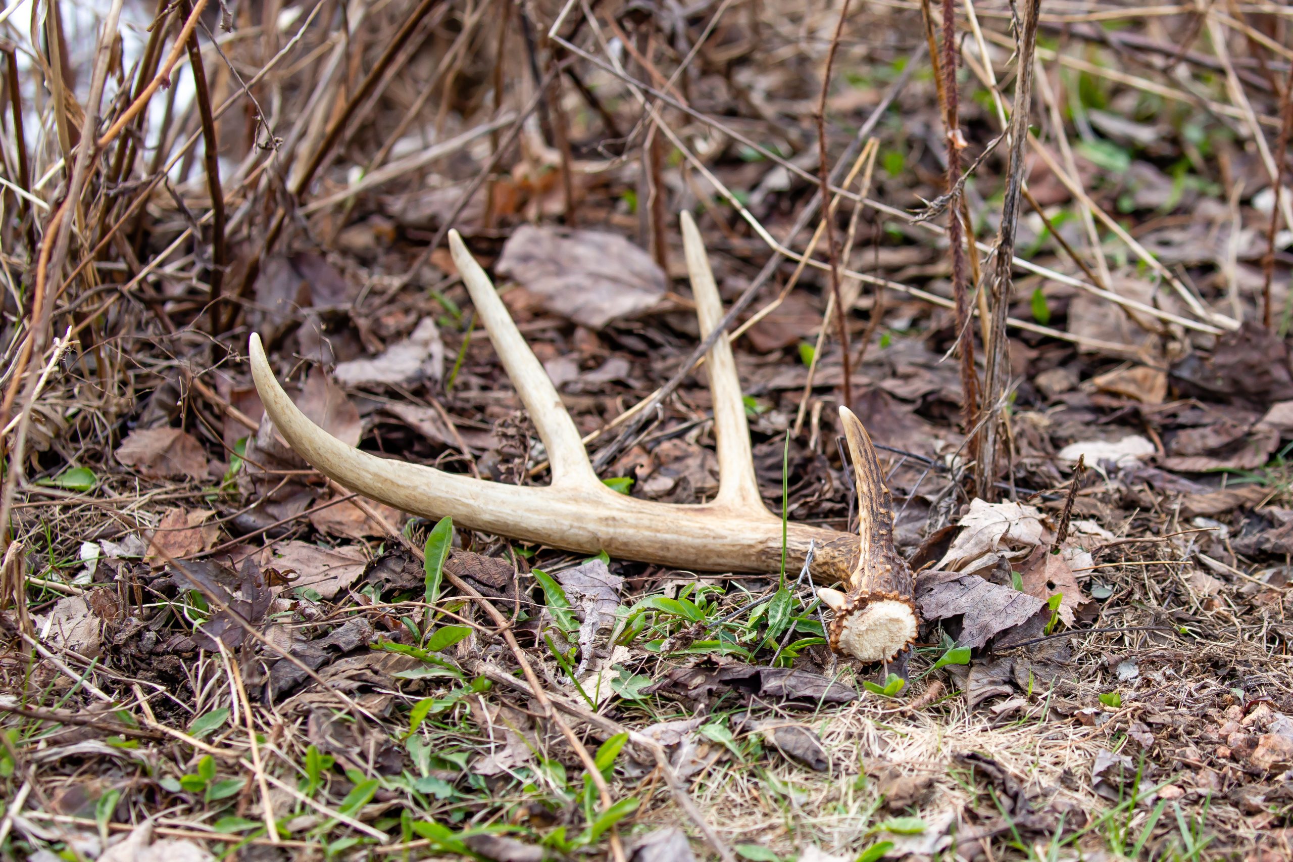 White-tailed Deer antler shed laying on the ground, horizontal