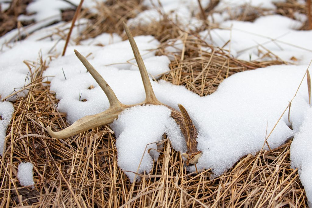 White-tailed Deer antler shed laying on the ground with snow, horizontal